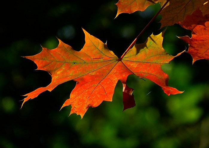Acorn Leaf Autumn Color Vein Pattern Fall 